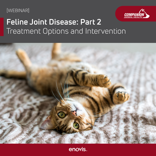 Image showcasing Feline Joint Disease 2: Treatment and Intervention Options